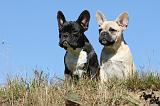 BOULEDOGUE FRANCAIS 516